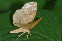 Cepphis advenaria