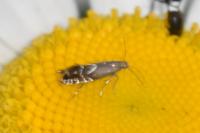 Glyphipterix simpliciella