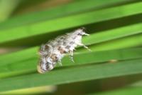 Scoparia pyralella