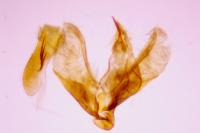 Scoparia pyralella