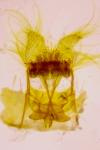 Neosphaleroptera nubilana