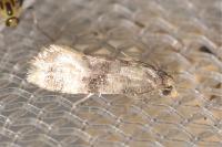 Cochylis nana