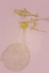 Cochylis nana