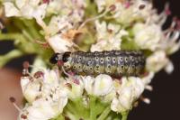 Depressaria daucella