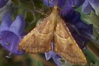 Endotricha flammealis