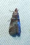Acrobasis advenella