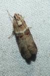 Acrobasis tumidana