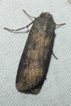 Agrotis ipsilon