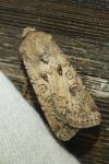 Agrotis segetum