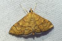 Anania verbascalis