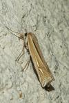 Ancylolomia tentaculella