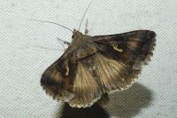 Autographa gamma