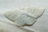 Cabera exanthemata