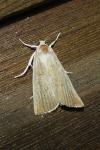 Calamotropha paludella
