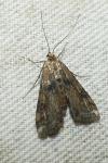 Cataclysta lemnata