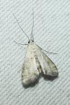 Cataclysta lemnata