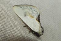 Cilix glaucata