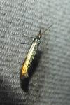 Coleophora