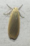 Collita griseola
