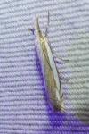 Crambus pascuella