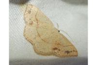 Cyclophora punctaria