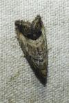 Cydia splendana