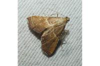 Endotricha flammealis