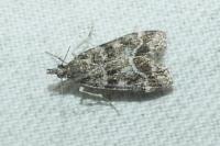 Eudonia mercurella