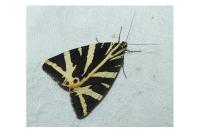 Euplagia quadripunctaria