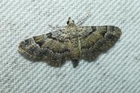 Gymnoscelis rufifasciata
