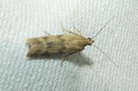 Homoeosoma sinuella