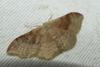Idaea degeneraria