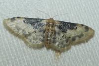 Idaea filicata