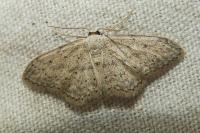 Idaea seriata