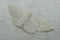 Idaea subsericeata
