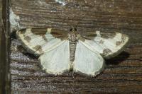 Lomaspilis marginata