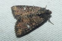 Mesapamea secalella/secalis