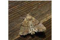 Mesoligia furuncula