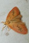Miltochrista miniata