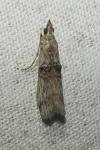 Nephopterix angustella