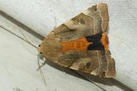 Noctua fimbriata