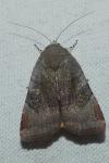 Noctua janthe/janthina