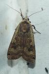 Noctua pronuba