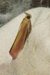 Oncocera semirubella