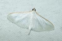 Palpita vitrealis