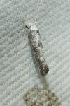Paraswammerdamia albicapitella