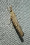 Pediasia contaminella