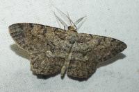 Hypomecis punctinalis