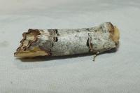 Phalera bucephala
