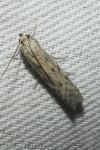Phycitodes